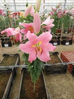 [4523 VWS Diamante No01.JPG]